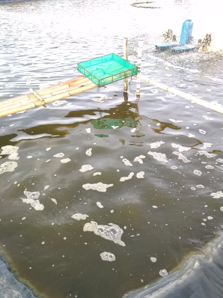 Hasil Panen Udang Vaname 1