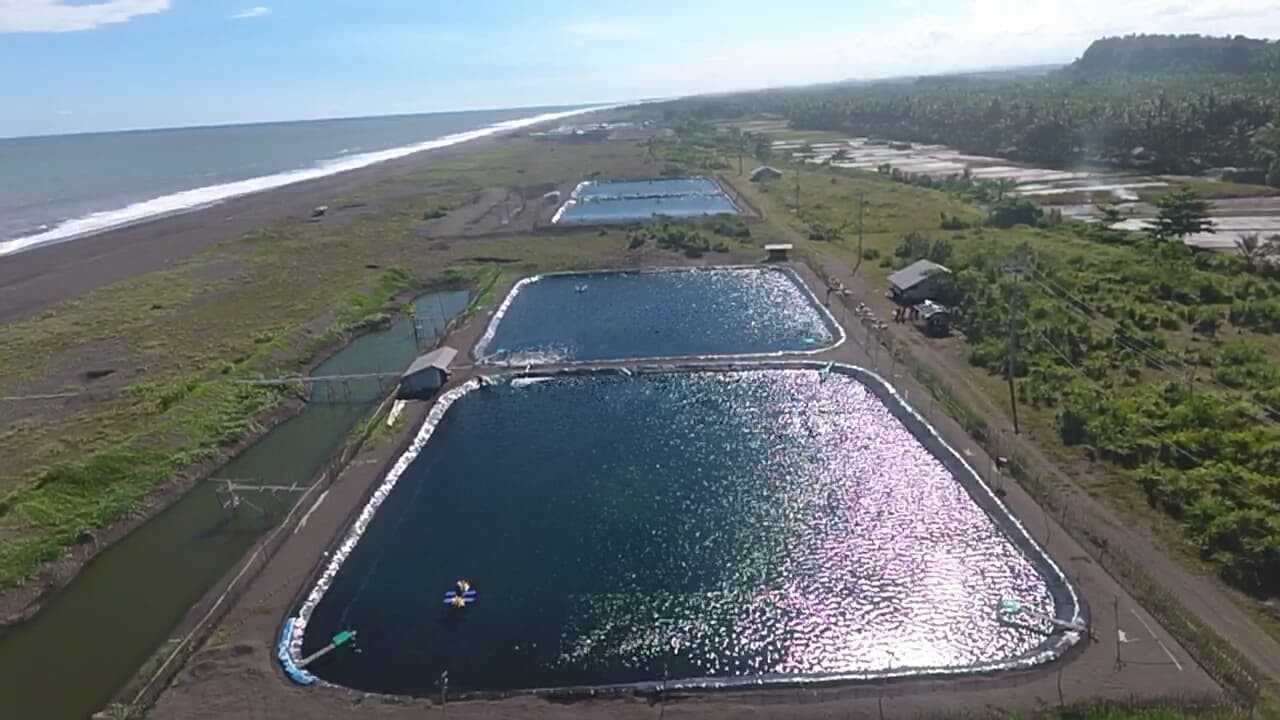 Kualitas Udang Premium 2