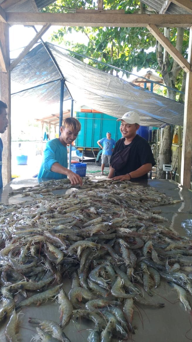 Proses Budidaya Udang 1