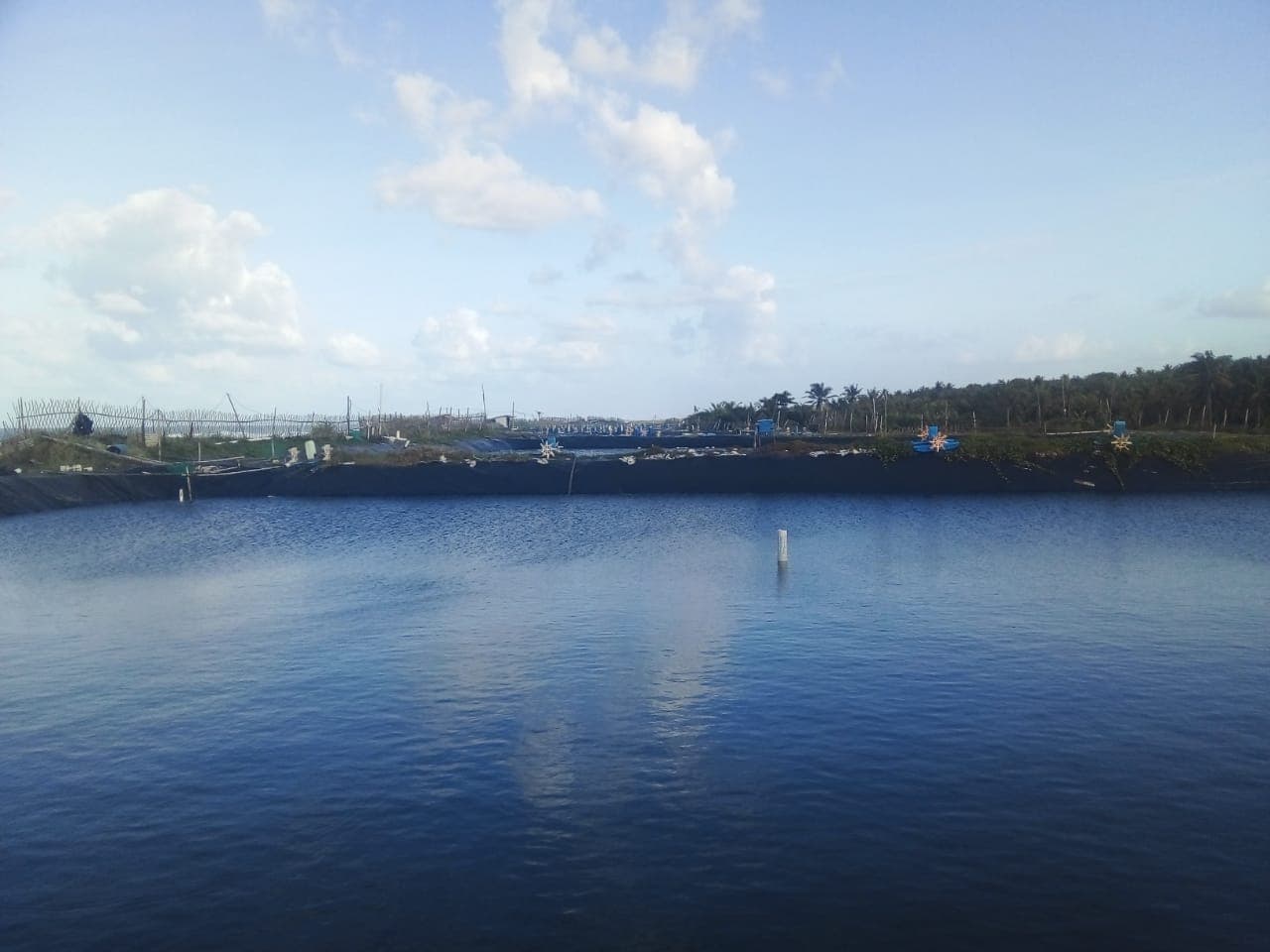 Tambak Udang PT Citra Asli Alami 1