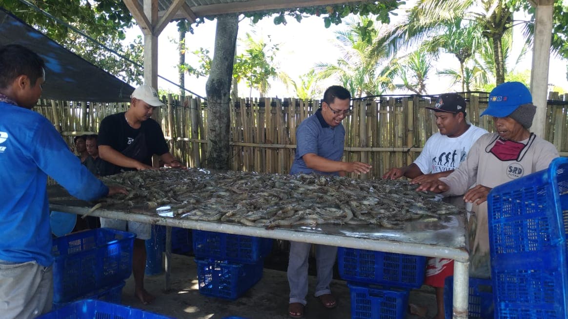 Tambak Udang PT Citra Asli Alami 3